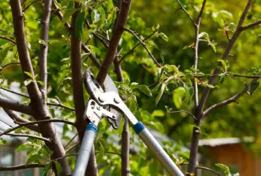 Les atouts de l’entreprise Jardins pour l'etetage arbre