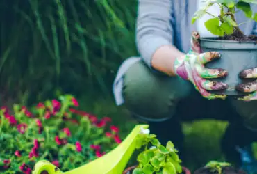 Devis entretien de jardin 11