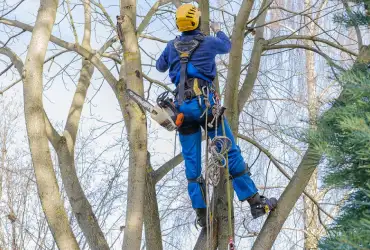 l’élagueur efficace pour l’élagage d’arbre