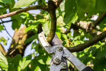 Au service de tous pour un étêtage d’arbre 11