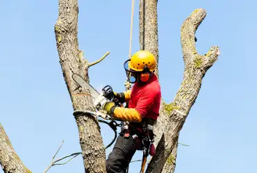 Quand effectuer un abattage d’arbre 11?