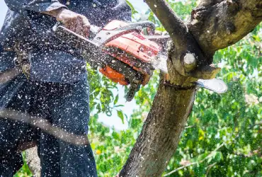 Les services de l’artisan élagueur dans l’Aude