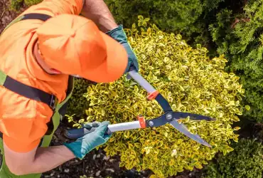 la spécialiste en entretien de jardins 11