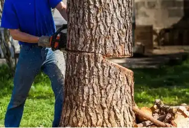 Les différentes techniques en abattage d’arbre 11